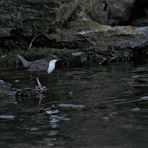 Im Reich der Wasseramsel (Cinclus cinclus)