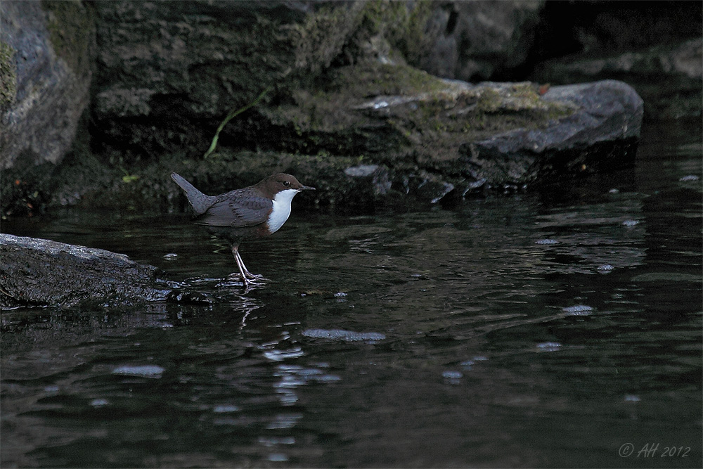 Im Reich der Wasseramsel (Cinclus cinclus)