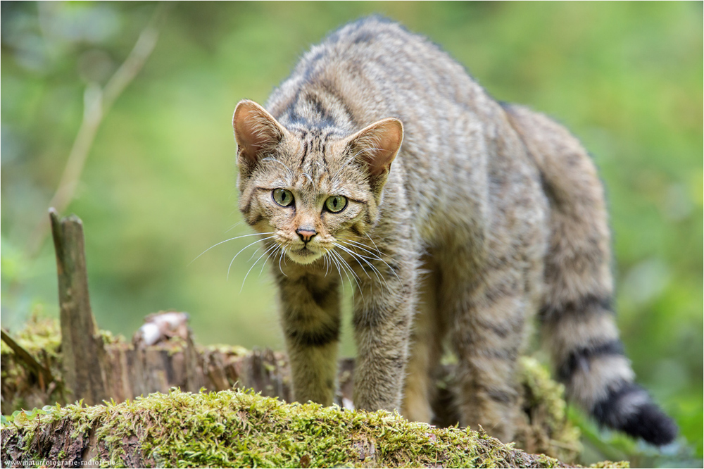 ~Im Reich der Wildkatze~