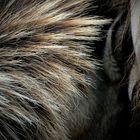 Im Reich der Wildpferde und Wasservögel – die Geltinger Birk