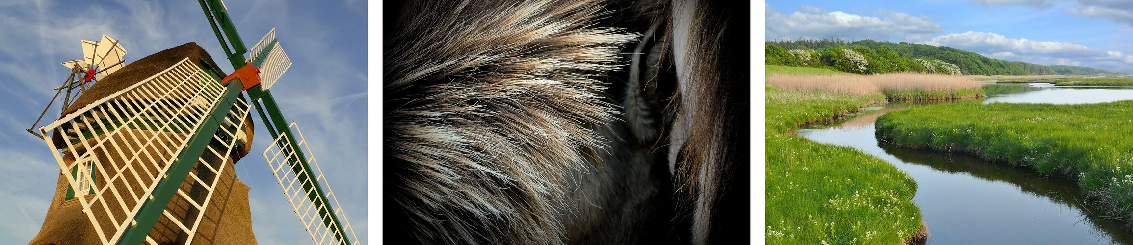 Im Reich der Wildpferde und Wasservögel – die Geltinger Birk