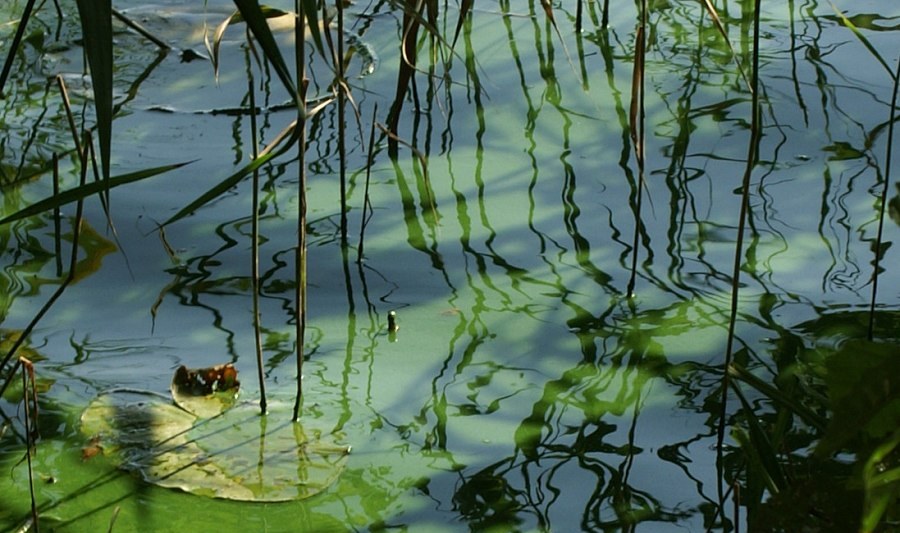 Im Reich des Froschkönigs