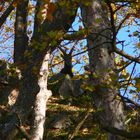 ..... im Reich des Hunsrücker - Alpensteinbock´s