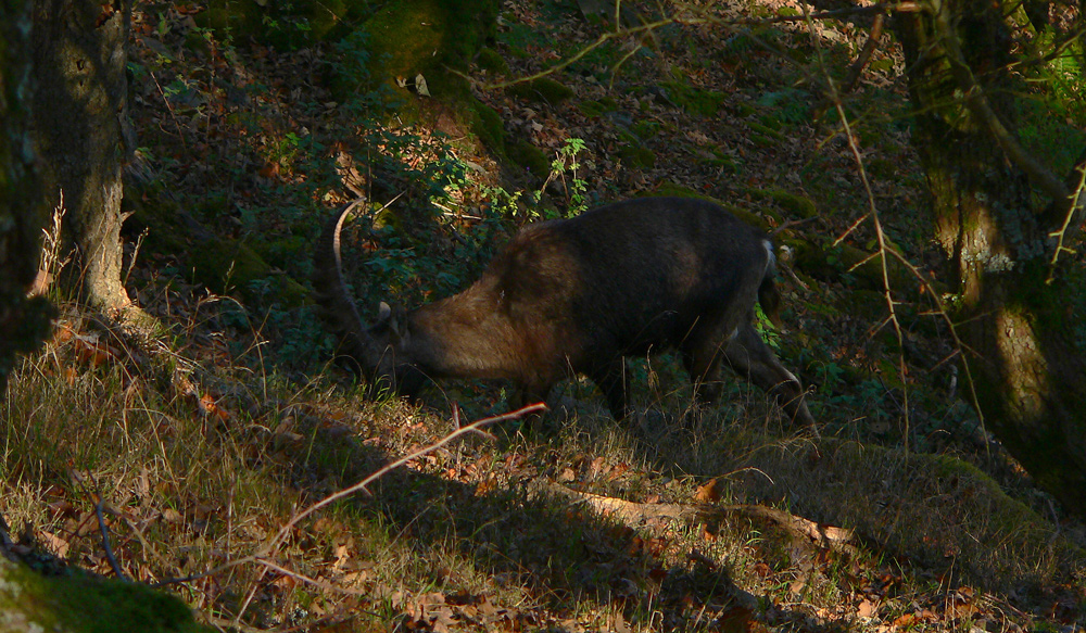 ...... im Reich des Hunsrücker - Alpensteinbock´s