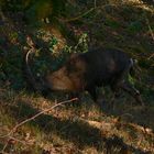 ...... im Reich des Hunsrücker - Alpensteinbock´s