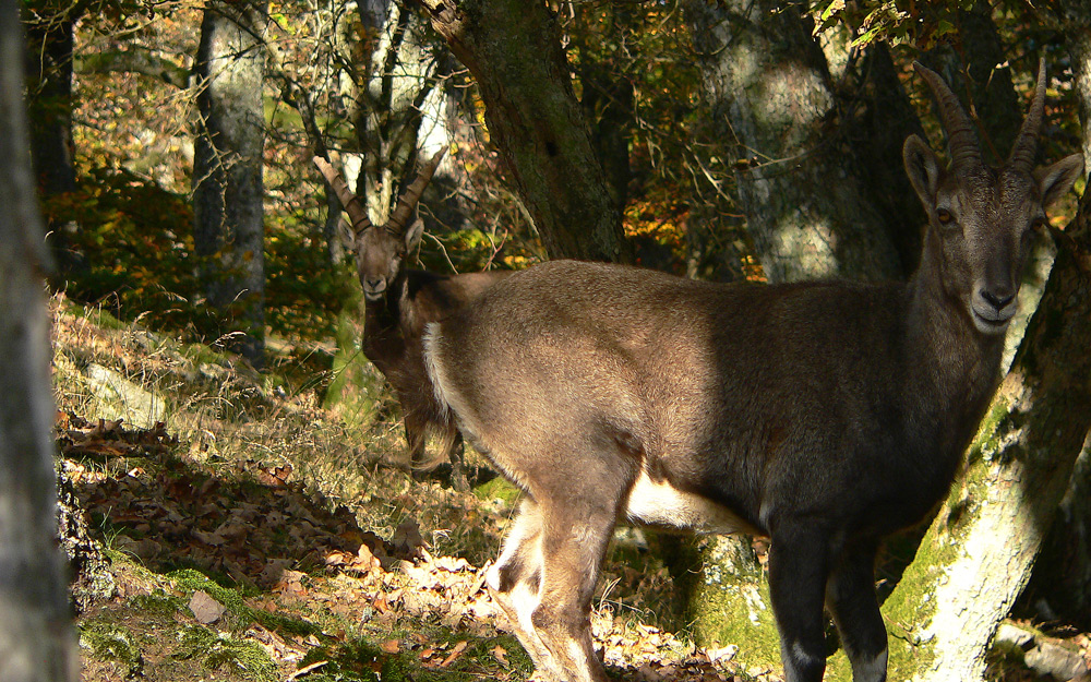 .....im Reich des Hunsrücker- Alpensteinbock´s