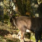 .....im Reich des Hunsrücker- Alpensteinbock´s