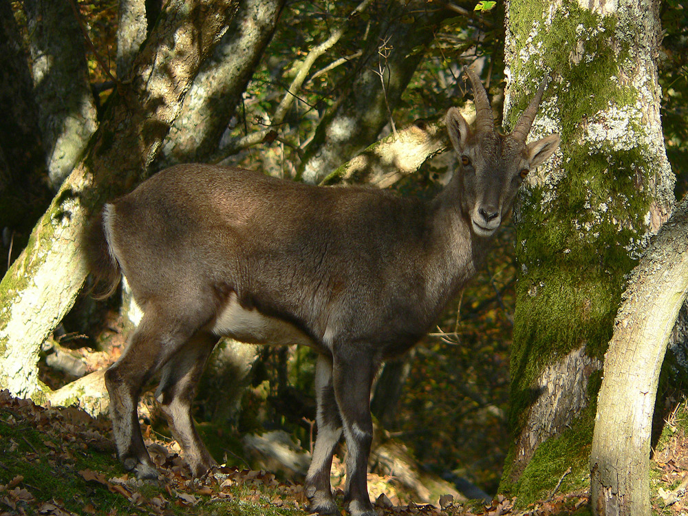 ..... im Reich des Hunsrücker - Alpensteinbock´s