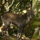 ..... im Reich des Hunsrücker - Alpensteinbock´s