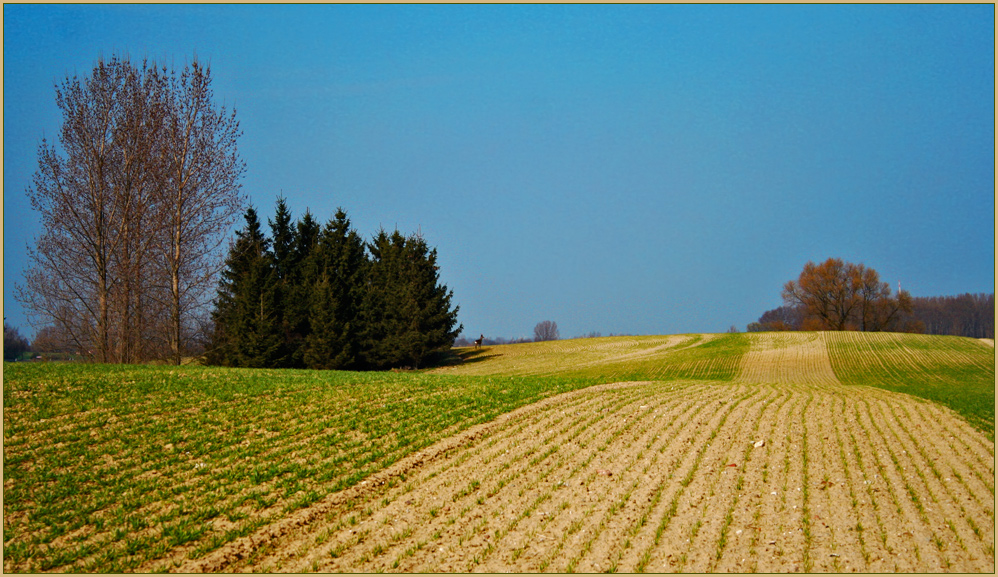 Im Reich des kleinen Rehbocks