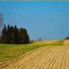 Im Reich des kleinen Rehbocks