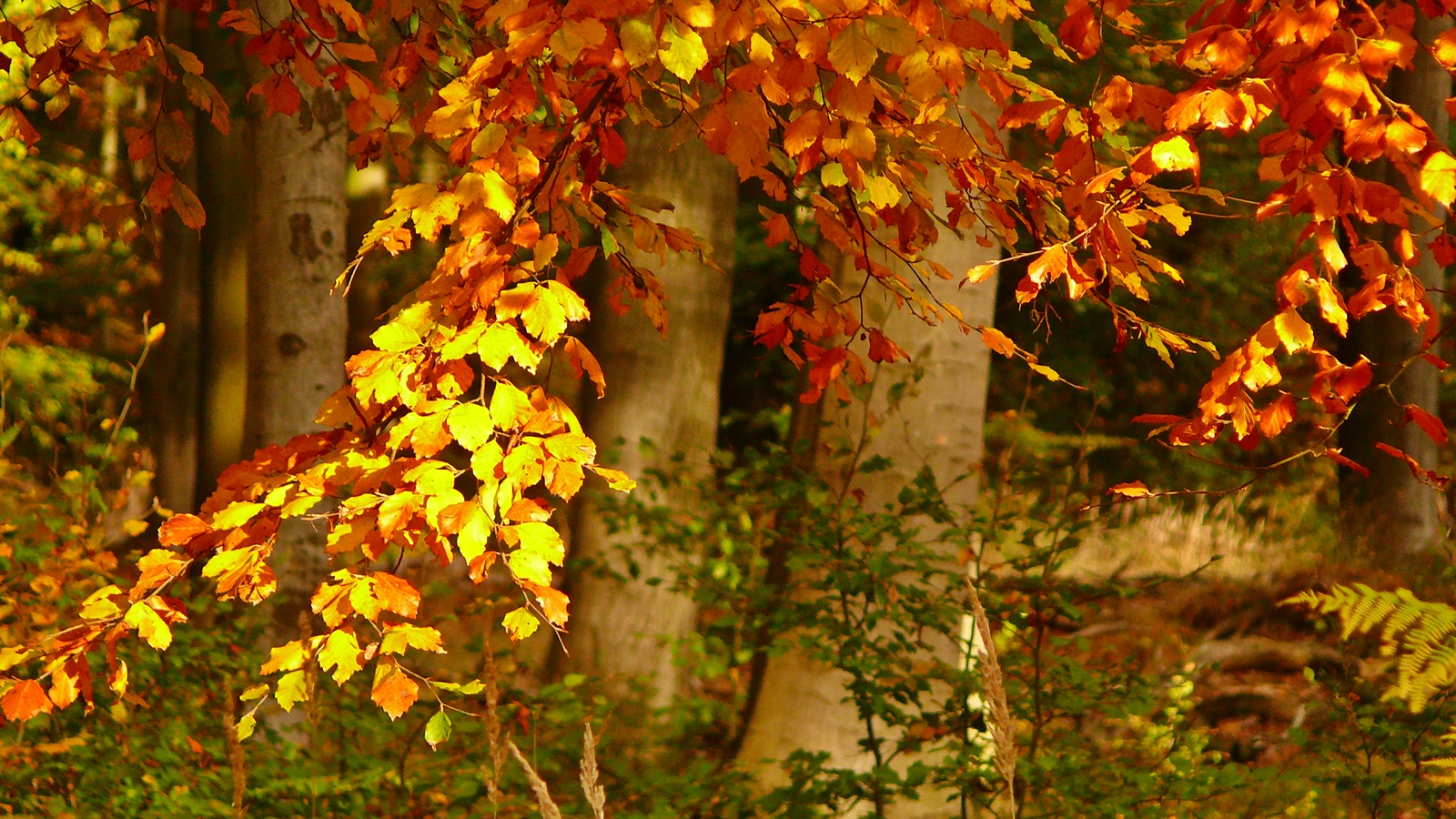 im Reinhardswald - Indian Summer in Nordhessen (1)