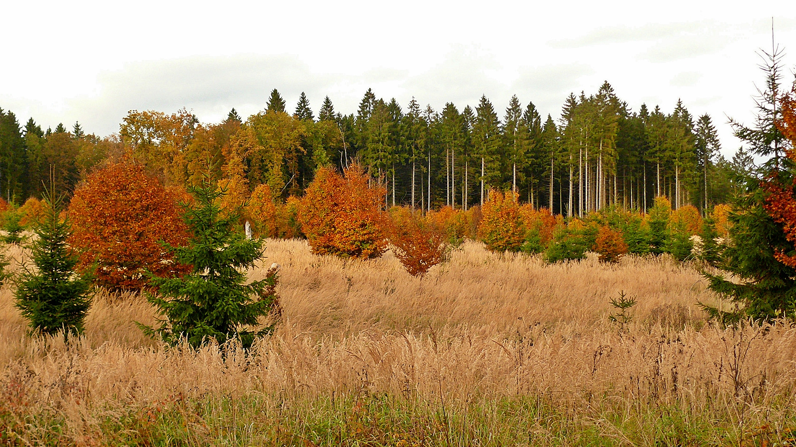 im Reinhardswald - Indian Summer in Nordhessen (3)