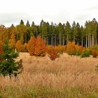 im Reinhardswald - Indian Summer in Nordhessen (3)