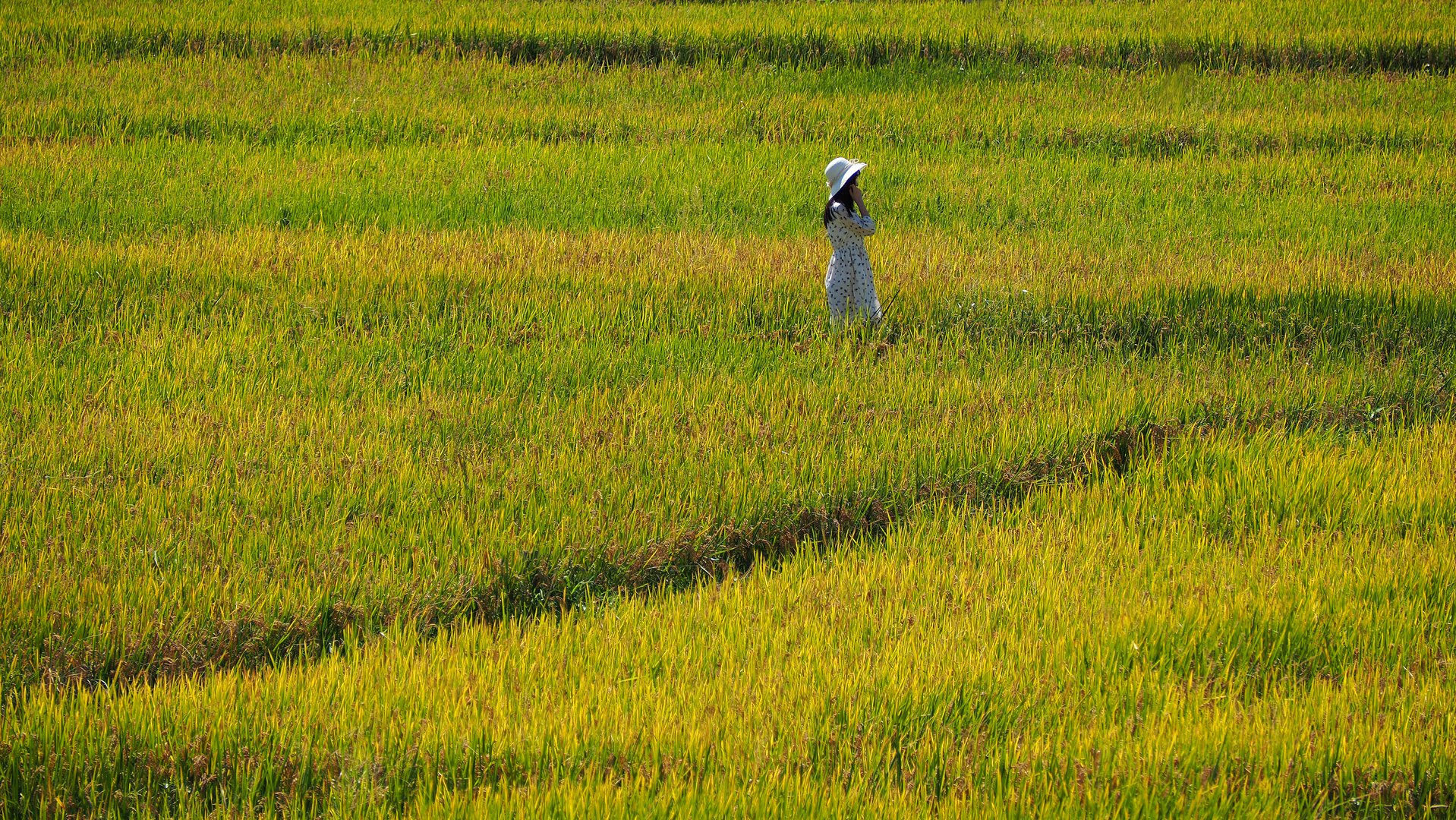 Im Reisfeld Foto & Bild asia, china, east asia Bilder auf