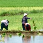 im reisfeld I , laos 2010