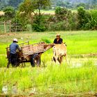 im reisfeld III, laos 2010