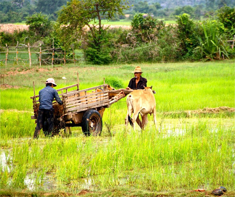 im reisfeld III, laos 2010