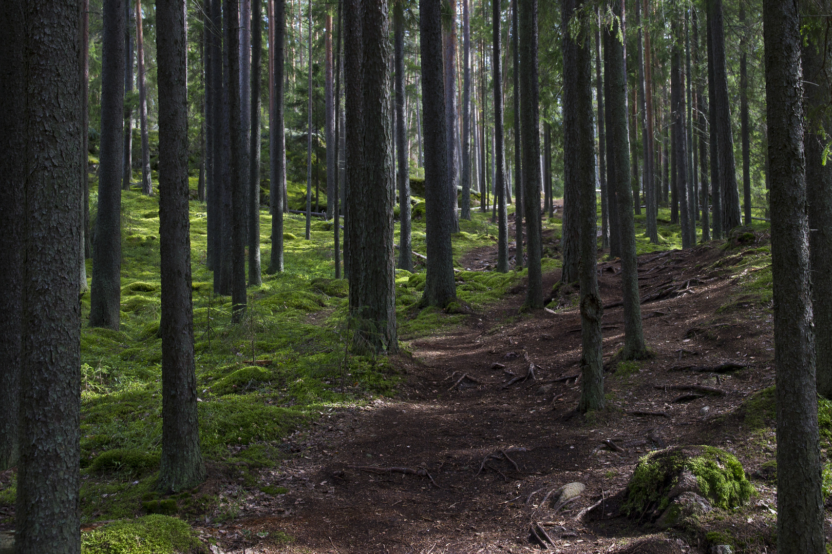 Im Repovesi National Park