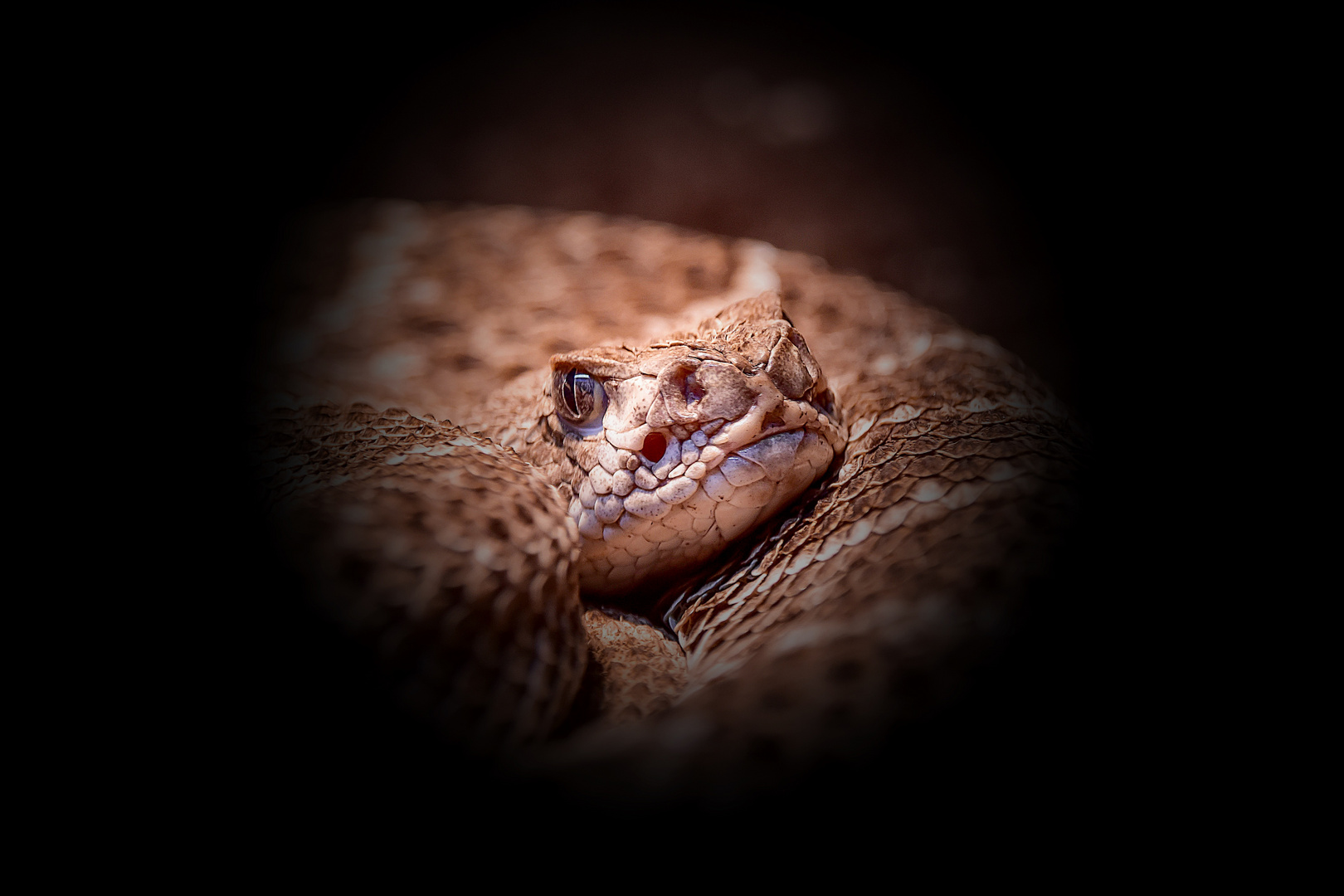 Im Reptilienzoo Füssen / Ostallgäu