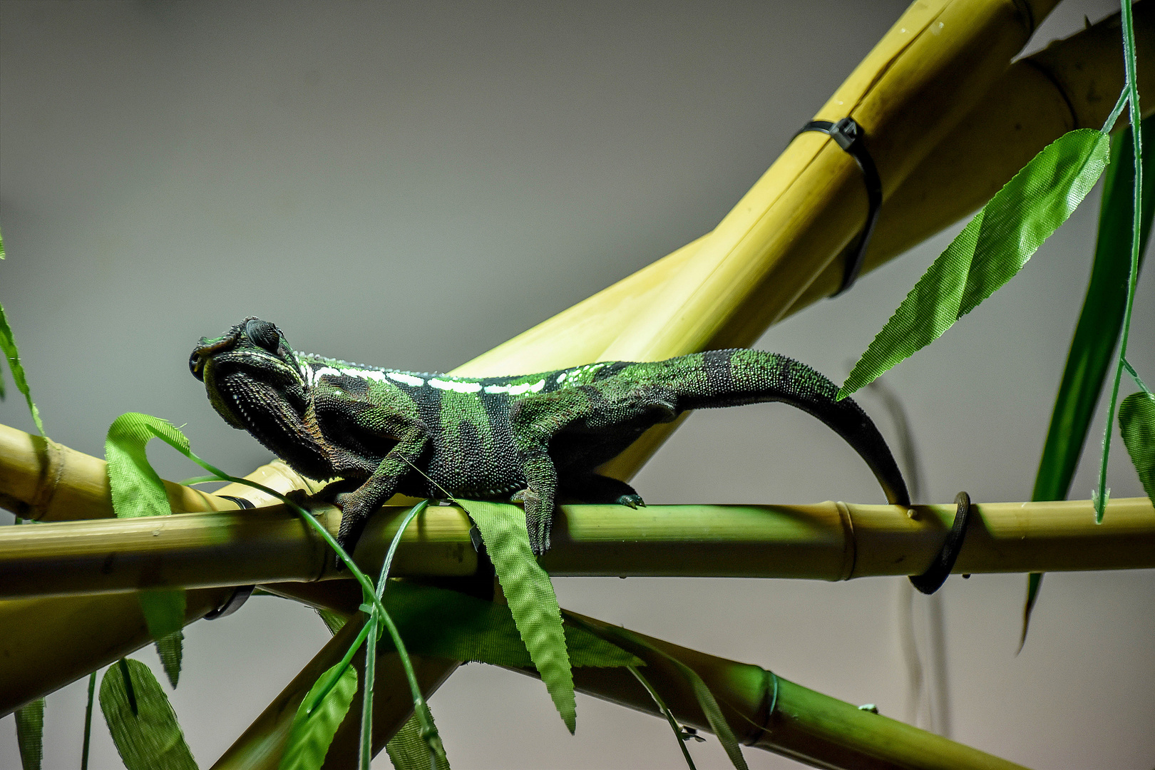 Im Reptilienzoo Füssen / Ostallgäu