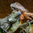 Im Reptilienzoo Füssen / Ostallgäu