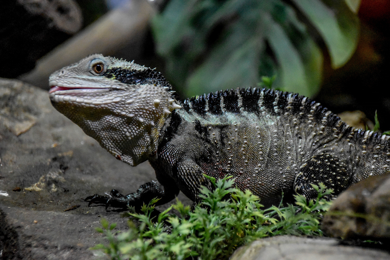 Im Reptilienzoo Füssen / Ostallgäu