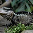 Im Reptilienzoo Füssen / Ostallgäu