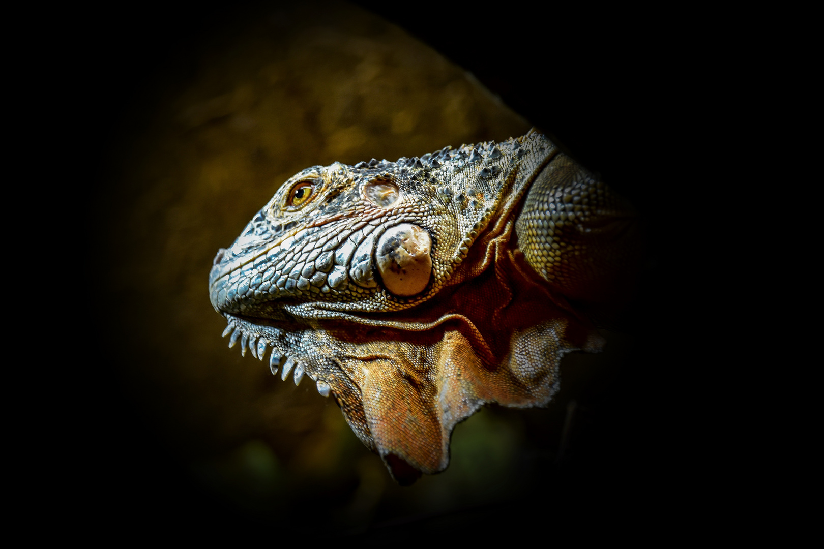 Im Reptilienzoo Füssen / Ostallgäu