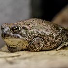 Im Reptilienzoo Füssen / Ostallgäu