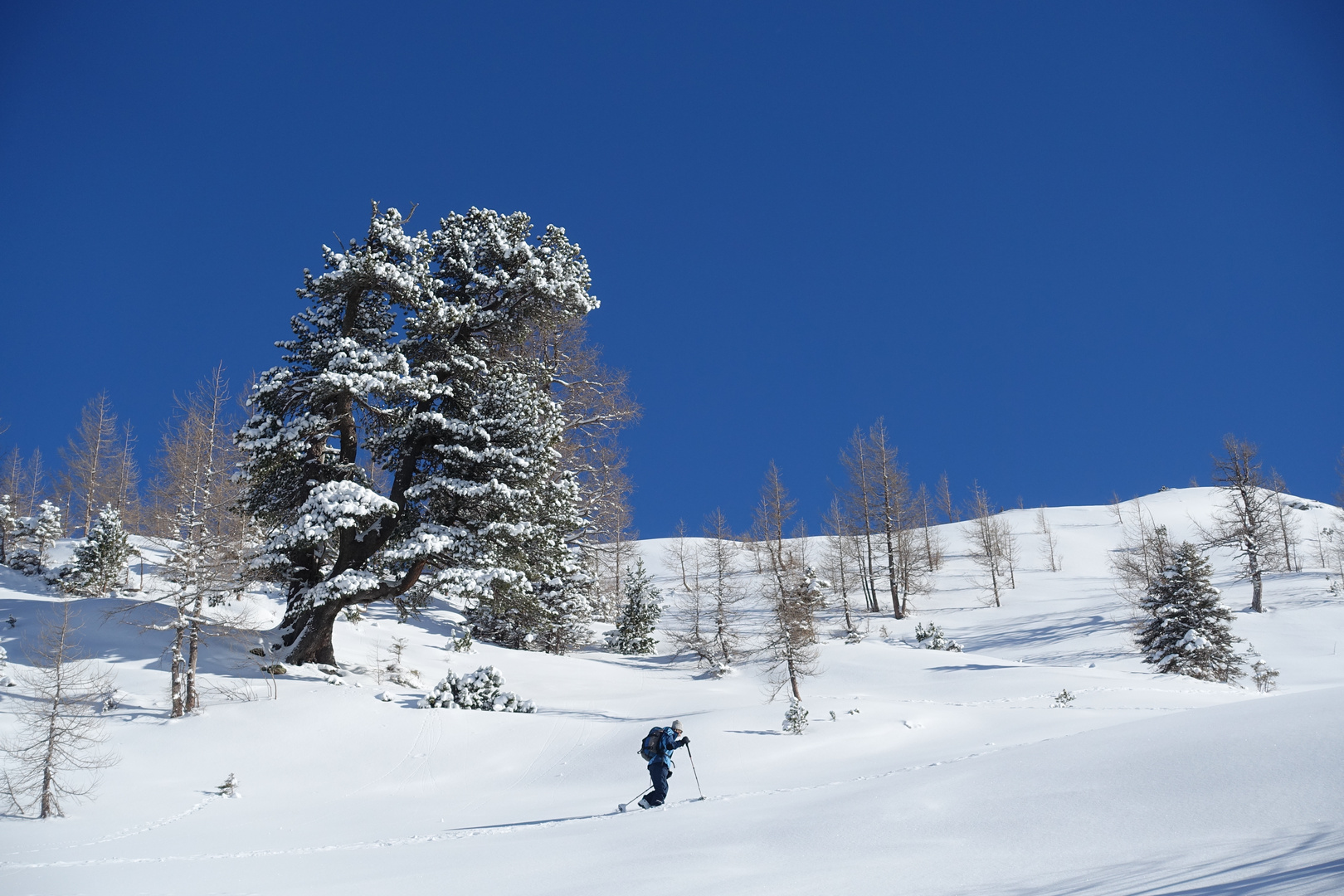 Im Revier der "Königin der Alpen", der Zirbe