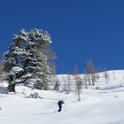 Im Revier der "Königin der Alpen", der Zirbe