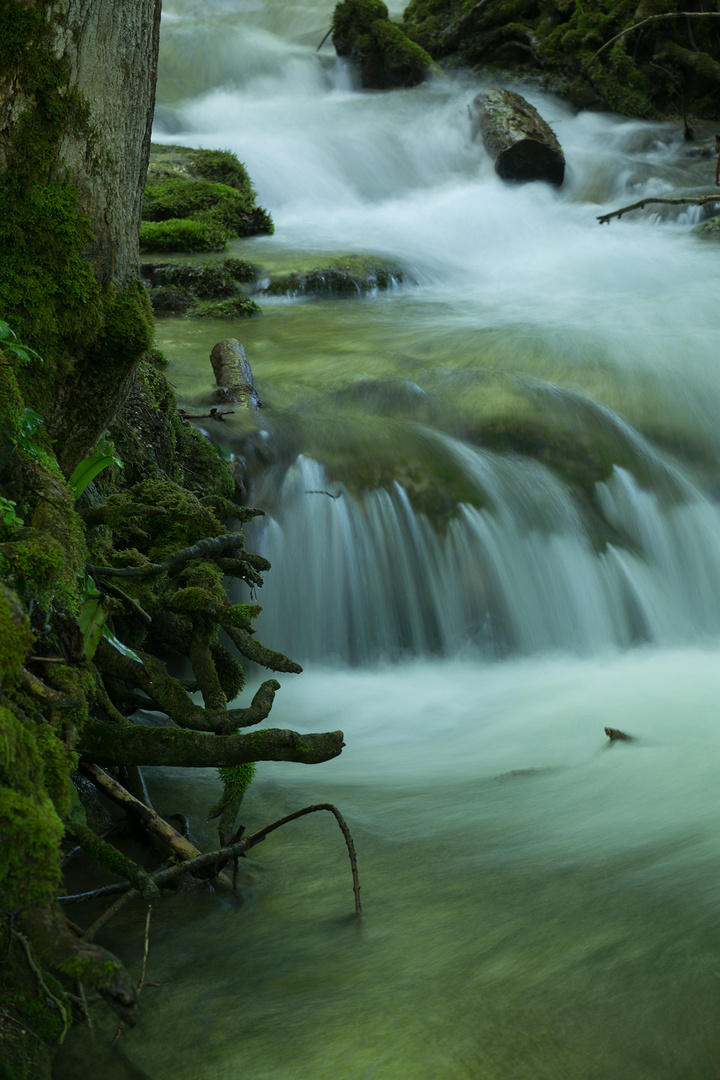 Im Revier der Wasseramseln