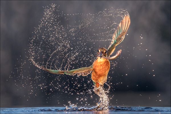 im Revier des Eisvogels