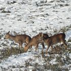 Im Revier des weißen Rehbocks 