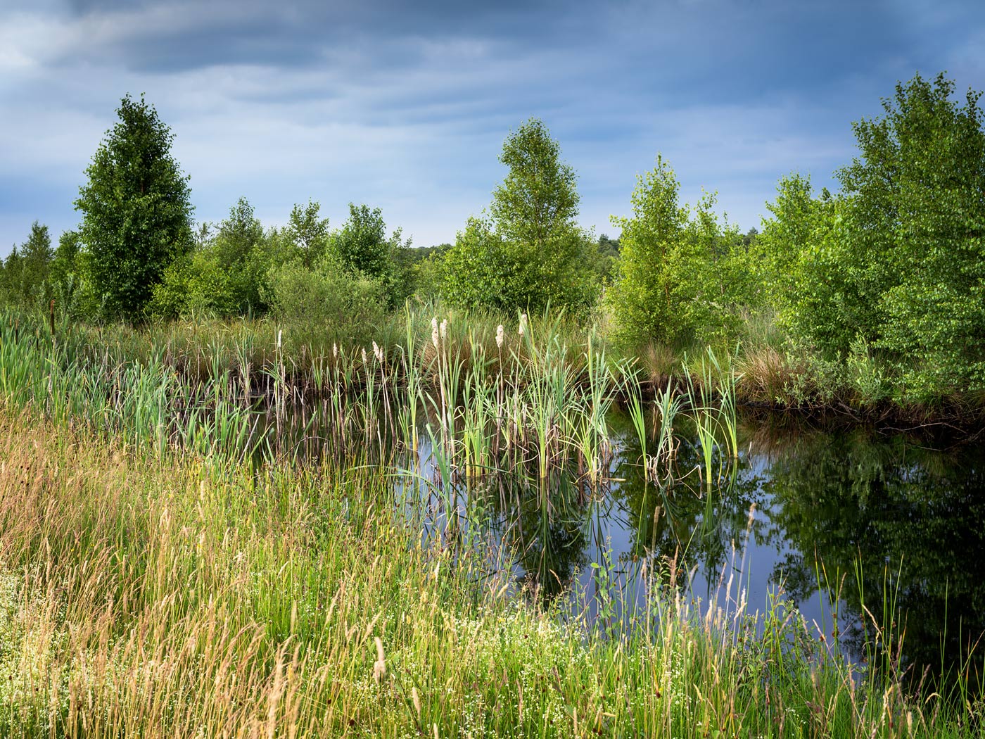 Im Rhedener Geestmoor Foto & Bild landschaft, lebensräume, moor