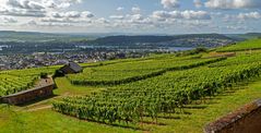 Im Rheingau