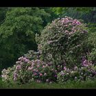 Im Rhododendren-Wunderwald