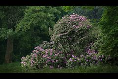 Im Rhododendren-Wunderwald