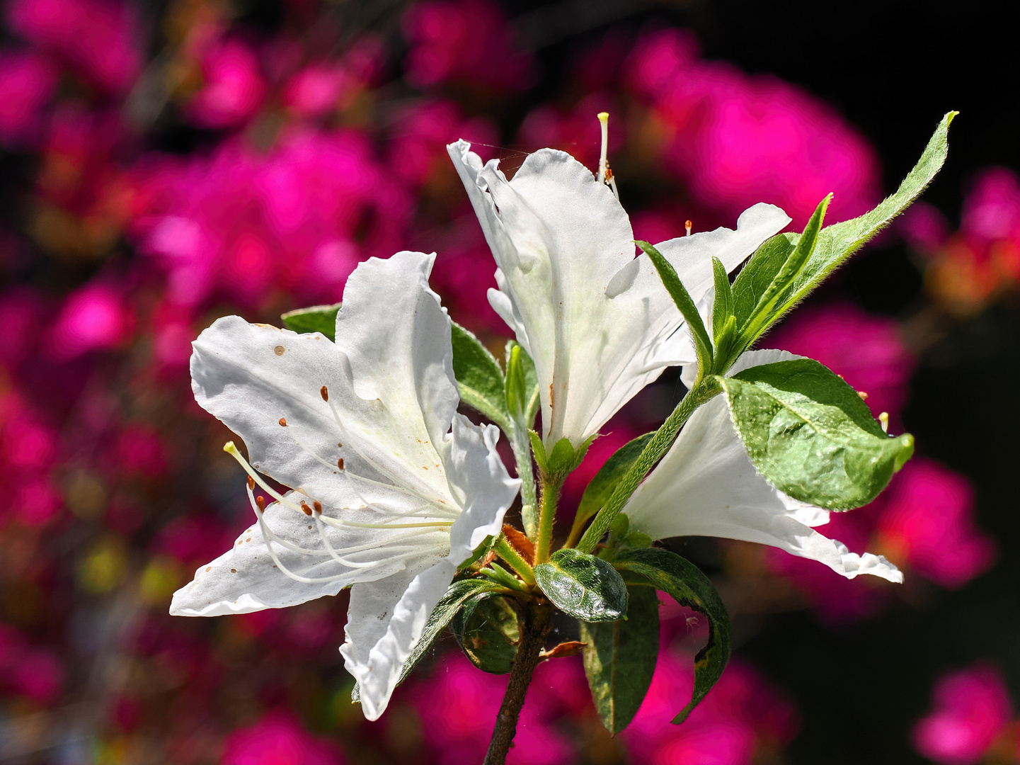 Im Rhododendrenpark