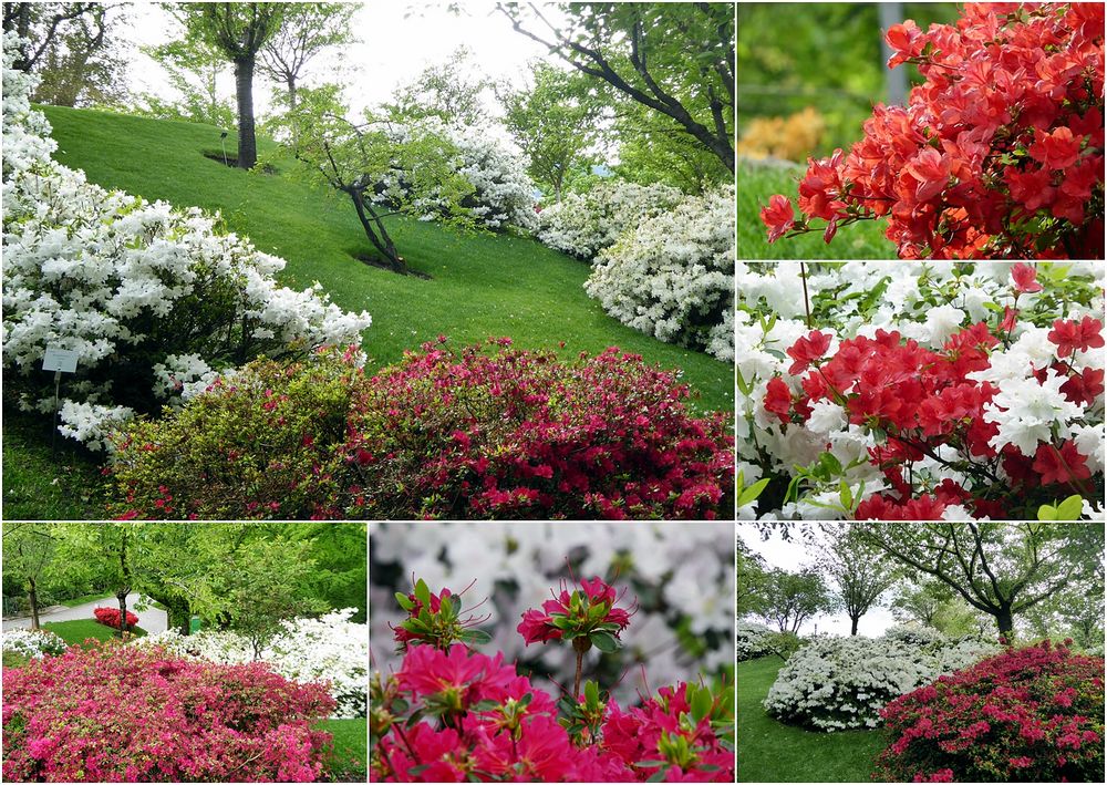 Im RhododendronGarten Foto & Bild urlaub, park