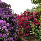 Im Rhododendron-Hain