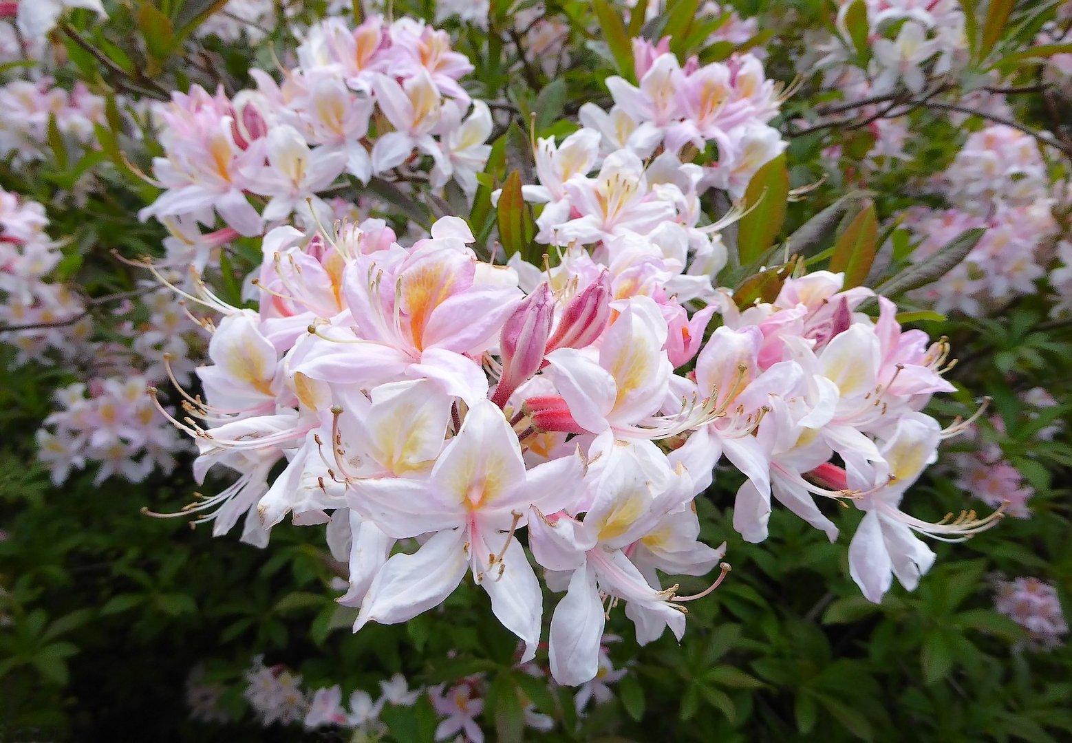Im Rhododendron-Park 