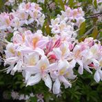 Im Rhododendron-Park 