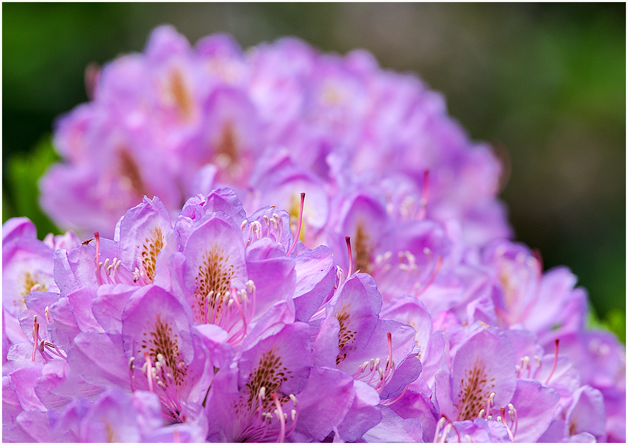 Im Rhododendron-Park