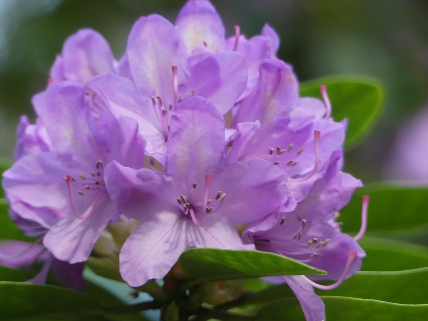 Im Rhododendron Park Bremen 