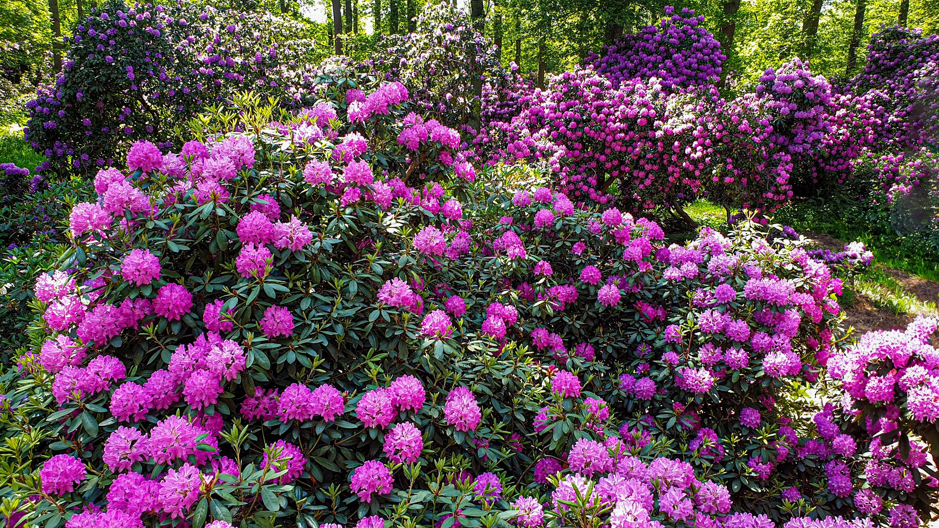 Im Rhododendron-Wald