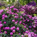 Im Rhododendron-Wald