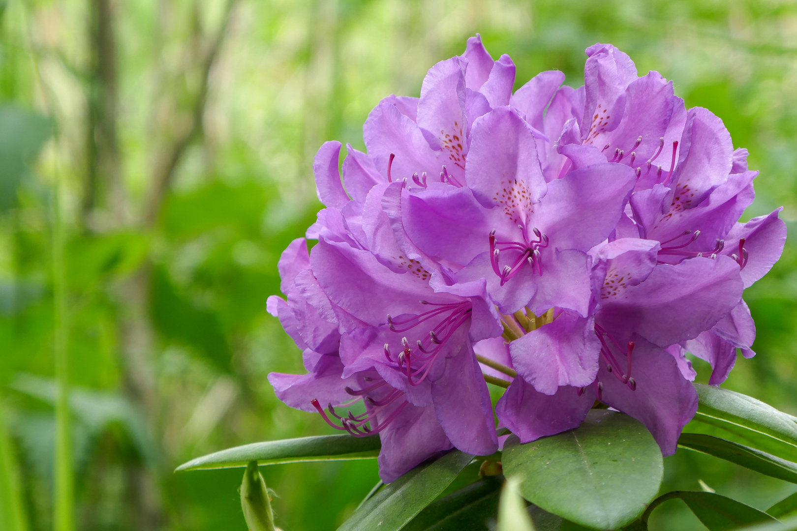 Im Rhododendronfieber