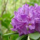 Im Rhododendronfieber